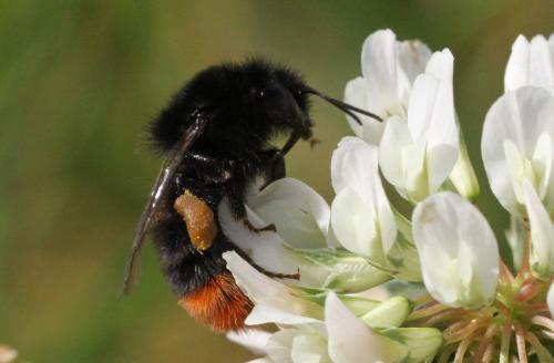 Bombus lapidarius